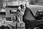 Bobbie the Wonder Dog