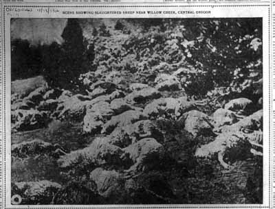 Oregonian newspaper photo of slaughtered sheep