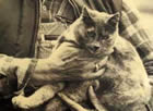 The late Kitty Kat, in his day Oregon's wealthiest feline,
