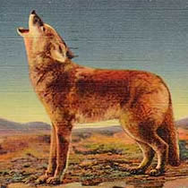 This 1930s-era postcard image shows a coyote howling. Coyotes, rightly or wrongly, were considered the primary disease vector in the rabies outbreak, and great efforts were made to exterminate them.